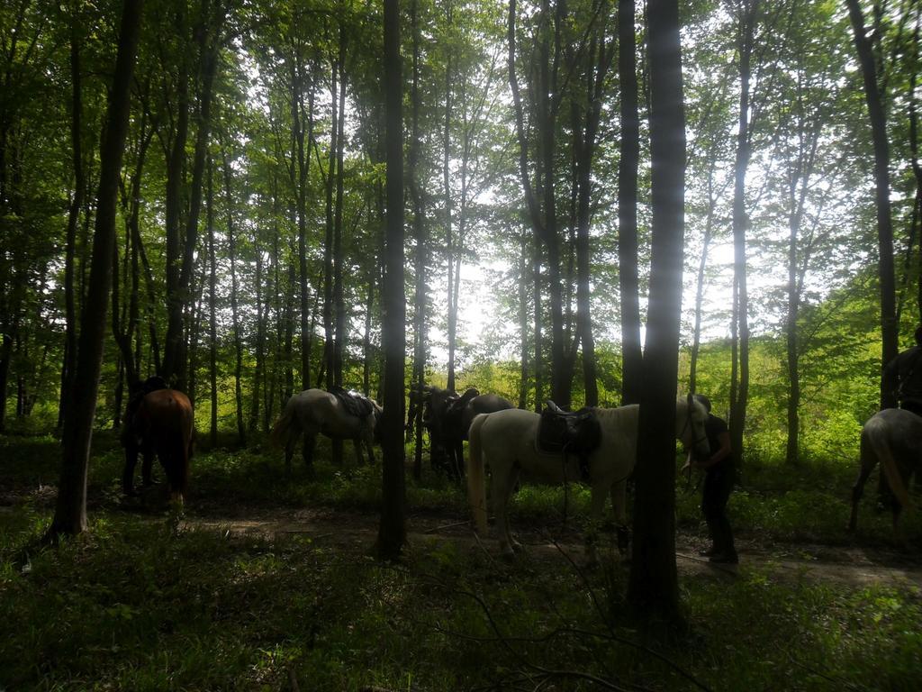 Gadányi Vendégház és Lovarda Komló Exterior foto