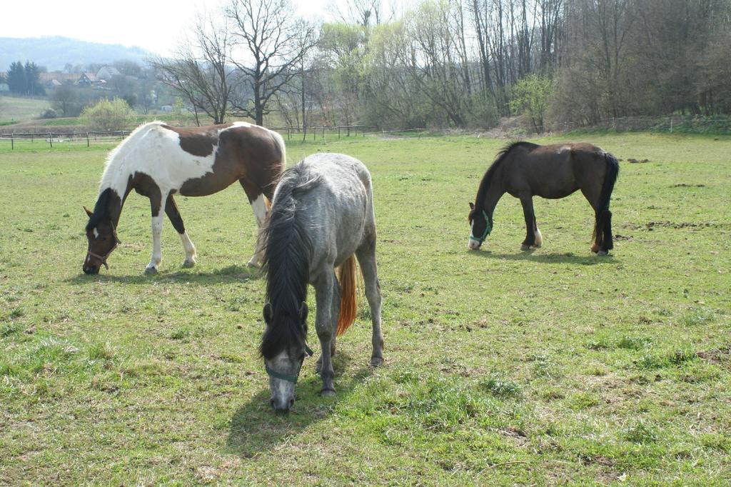 Gadányi Vendégház és Lovarda Komló Exterior foto